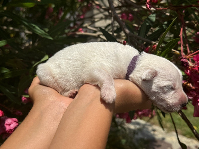 MALE 4 - Berger Blanc Suisse