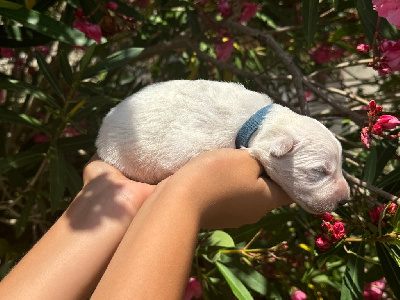 MALE 2 - Berger Blanc Suisse