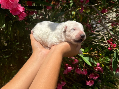 MALE 1 - Berger Blanc Suisse