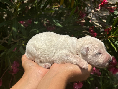 Les chiots de Berger Blanc Suisse