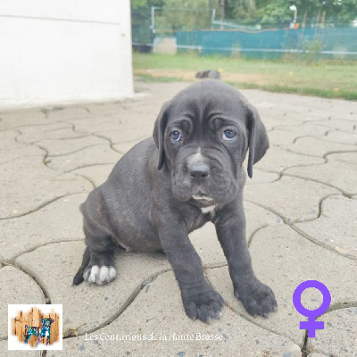 Les chiots de Cane Corso