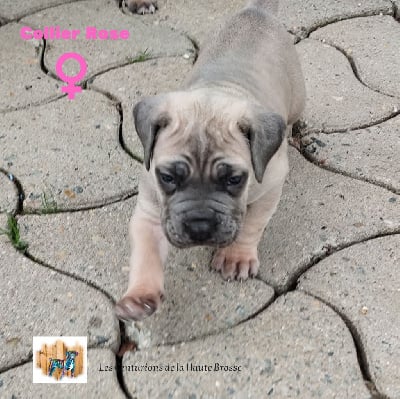 Les chiots de Cane Corso