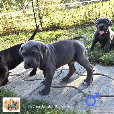 Les chiots de Cane Corso