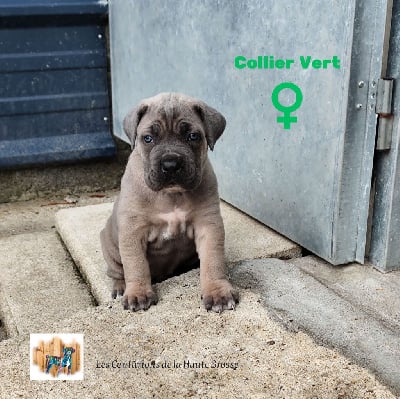 Les chiots de Cane Corso