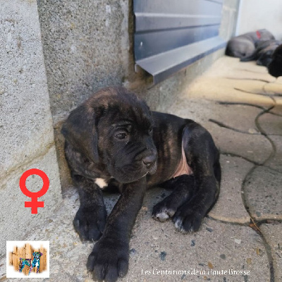 Les chiots de Cane Corso