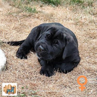 Les chiots de Cane Corso