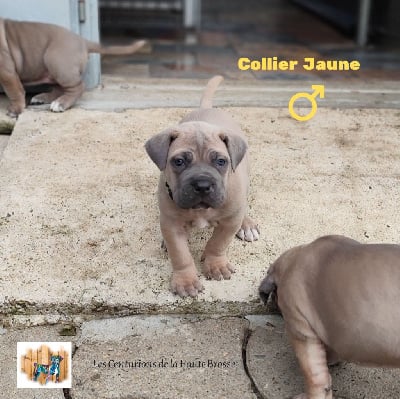 Collier Jaune - Cane Corso