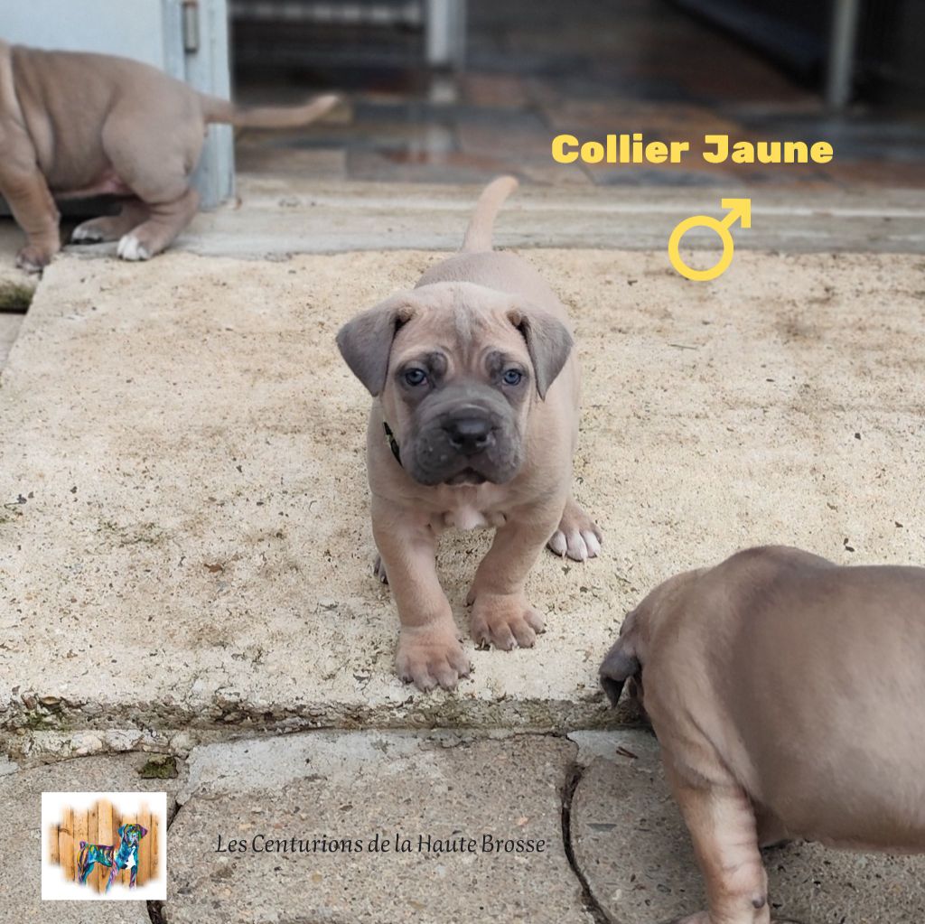 Collier Jaune - Cane Corso