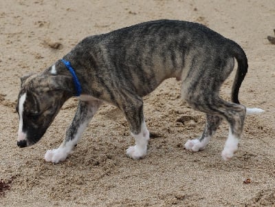 Les chiots de Whippet