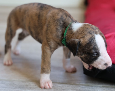 Les chiots de Whippet