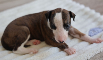 Les chiots de Whippet