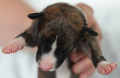 Les chiots de Whippet