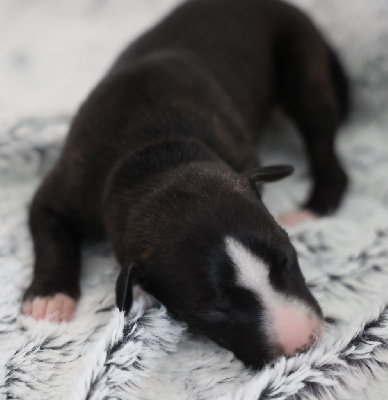 Les chiots de Whippet