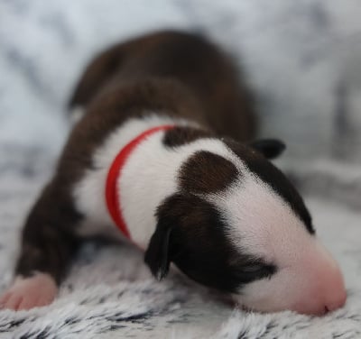 Les chiots de Whippet