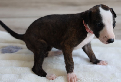 Les chiots de Whippet