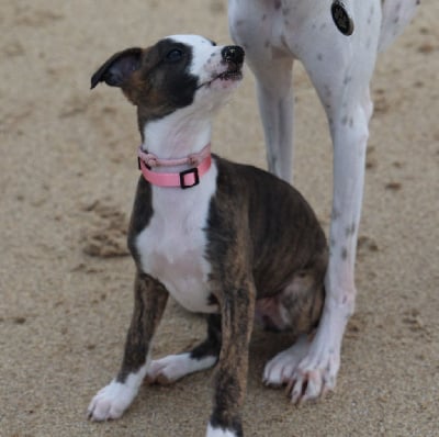 Les chiots de Whippet