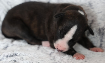 Les chiots de Whippet