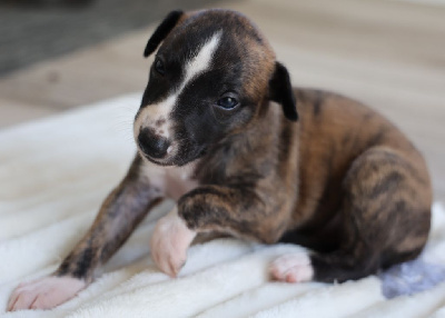 Les chiots de Whippet