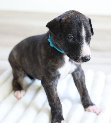 Les chiots de Whippet