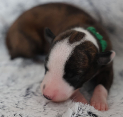 Les chiots de Whippet