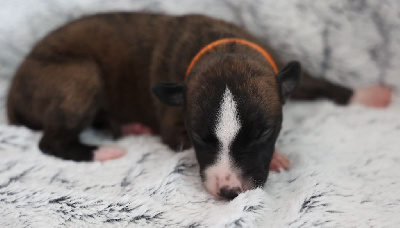 Les chiots de Whippet