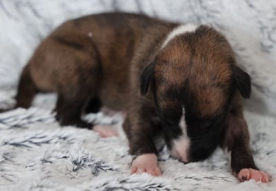 Les chiots de Whippet