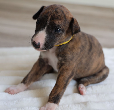 Les chiots de Whippet