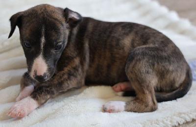 Les chiots de Whippet