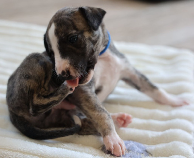 Les chiots de Whippet