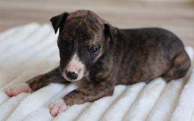 Les chiots de Whippet