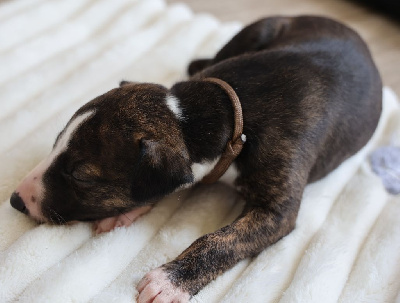 Les chiots de Whippet