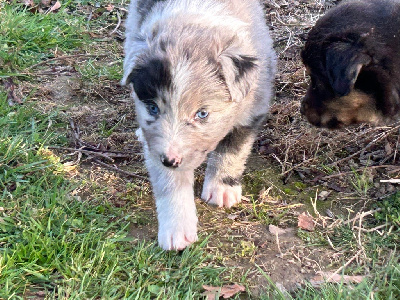 Les chiots de Berger Australien