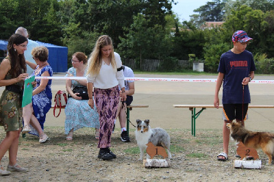 Étalon Shetland Sheepdog - Undie dit-moi oui Des Truffes De L'Ouest