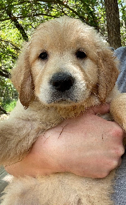 Les chiots de Golden Retriever