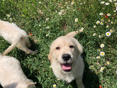 Les chiots de Golden Retriever