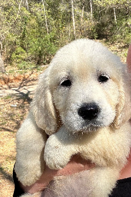 Les chiots de Golden Retriever