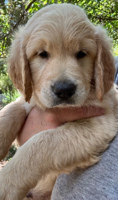 Les chiots de Golden Retriever