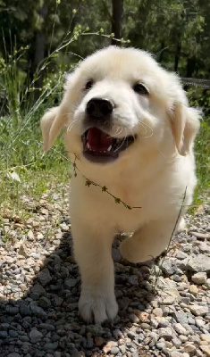 Les chiots de Golden Retriever