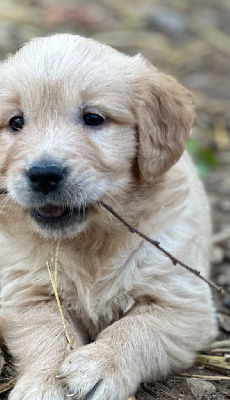 Les chiots de Golden Retriever