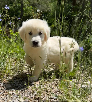 Les chiots de Golden Retriever