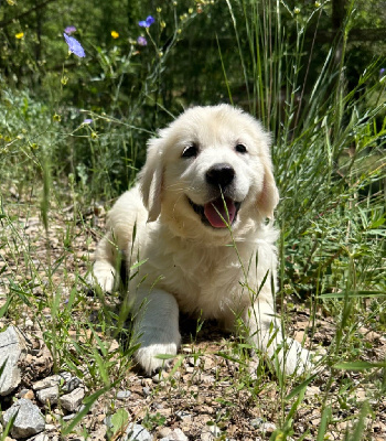 Les chiots de Golden Retriever