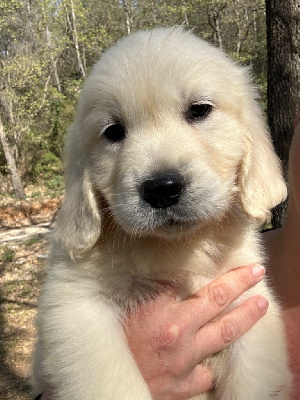 Les chiots de Golden Retriever