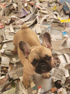 Les chiots de Bouledogue français