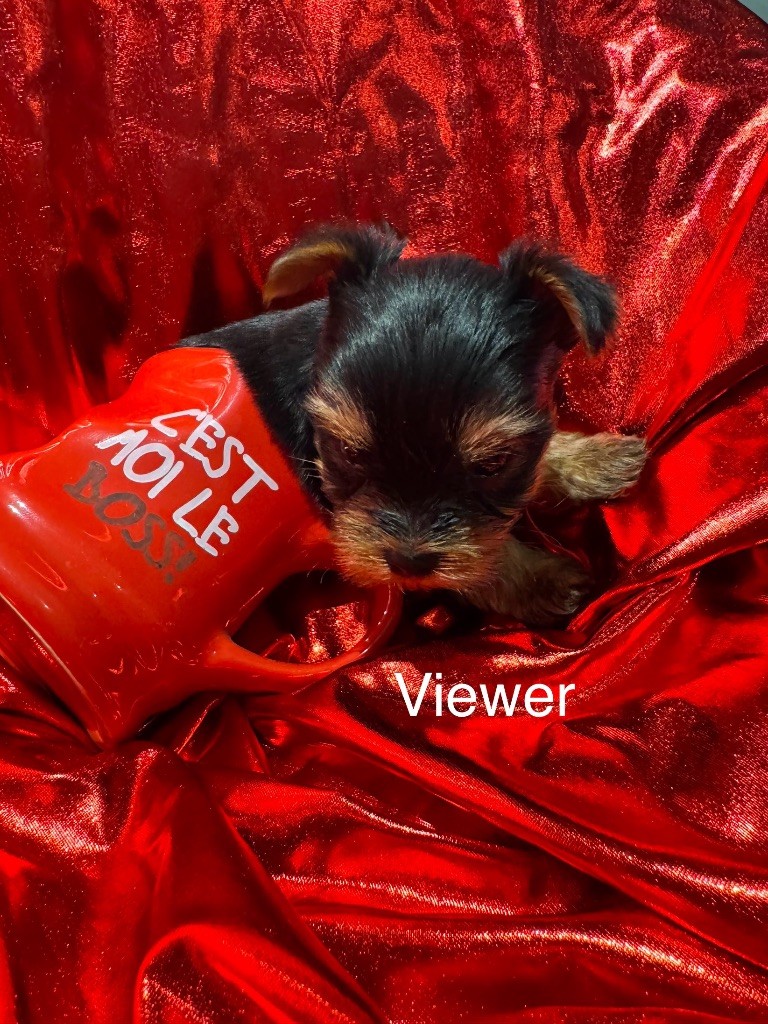 Viewer - Yorkshire Terrier