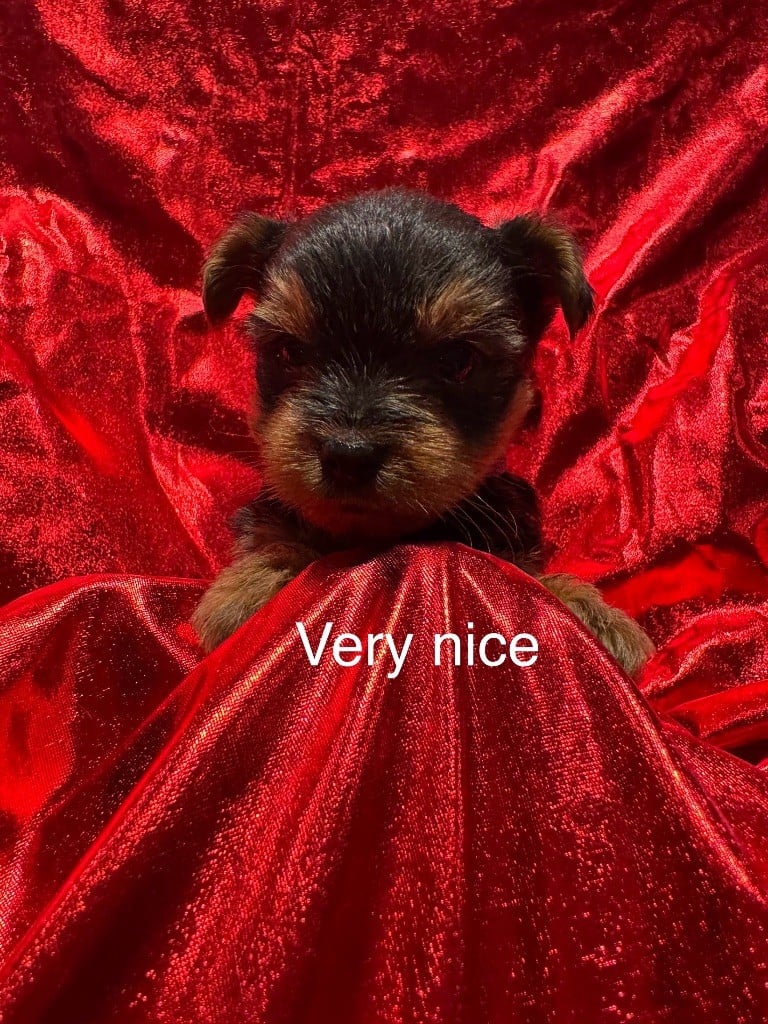 Very nice - Yorkshire Terrier