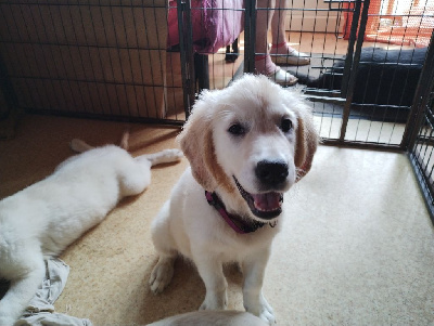 Les chiots de Golden Retriever