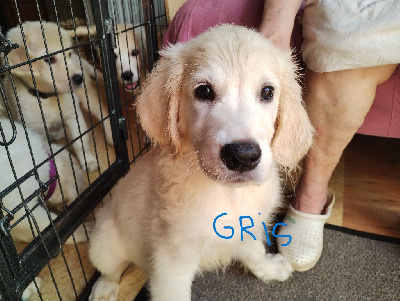 Les chiots de Golden Retriever