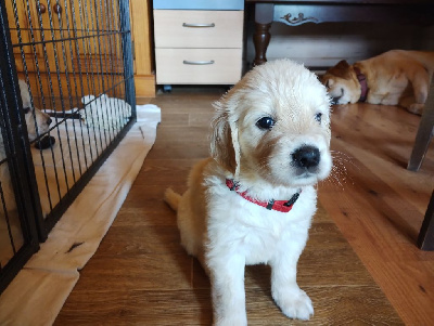 Les chiots de Golden Retriever