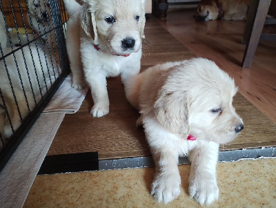 Les chiots de Golden Retriever