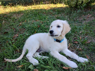 Les chiots de Golden Retriever